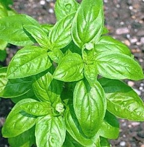 albahaca