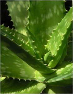 aloe_vera