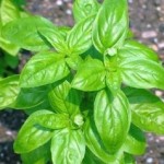 albahaca
