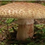 amanita rojiza