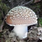 amanitas phanterina