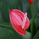 anthurium