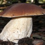 boletus