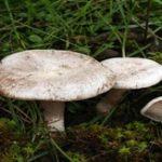 clitocybe