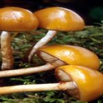 galerina