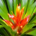 guzmania