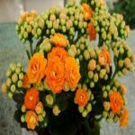 kalanchoe