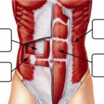 musculos-abdominales