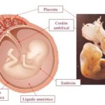 placenta-funciones