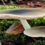 pluteus