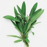 propiedades-de-la-salvia