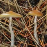 psilocybe azucenses