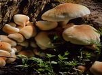 psilocybe cubensis