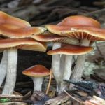 psilocybe cyanenses