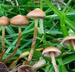 psilocybe mexicana