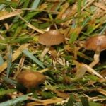 psilocybe semilanceata